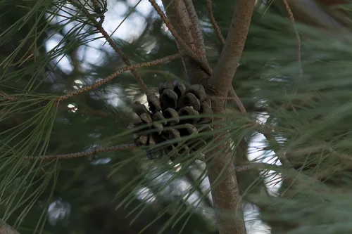 Italian Stone Pine (Pinus pinea), photograph
