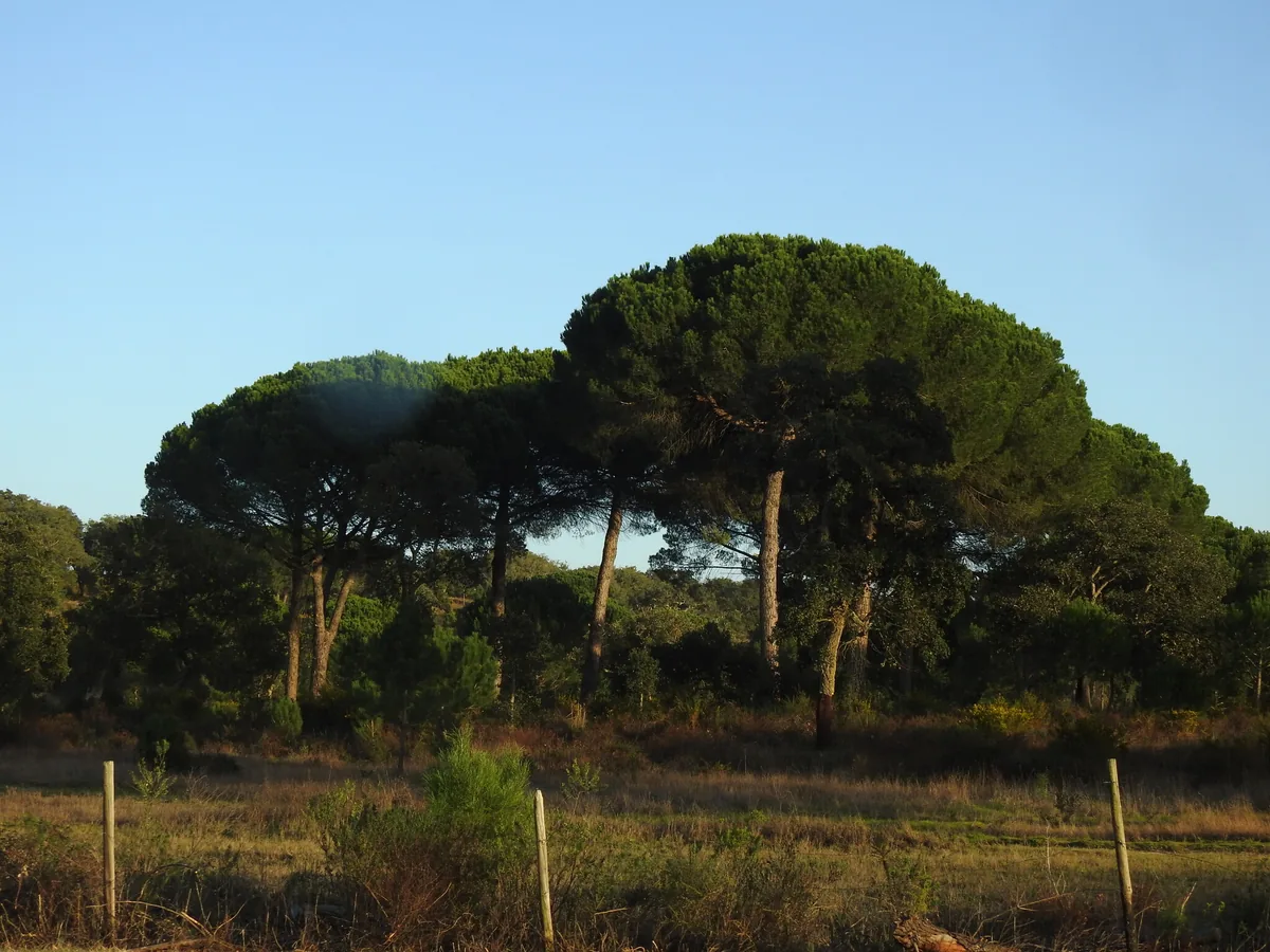 Italian Stone Pine (Pinus pinea), photograph