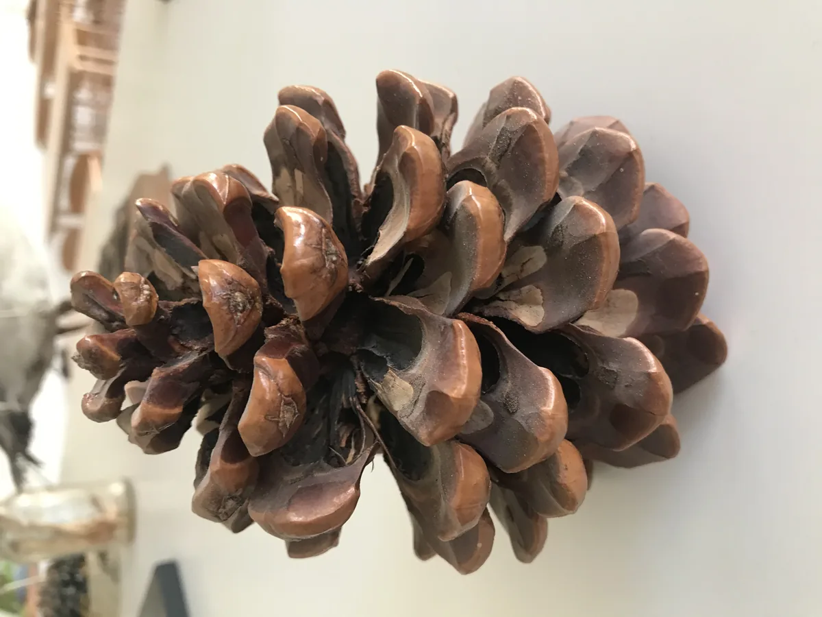 Piñon pine, photograph