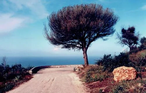Italian Stone Pine (Pinus pinea), photograph