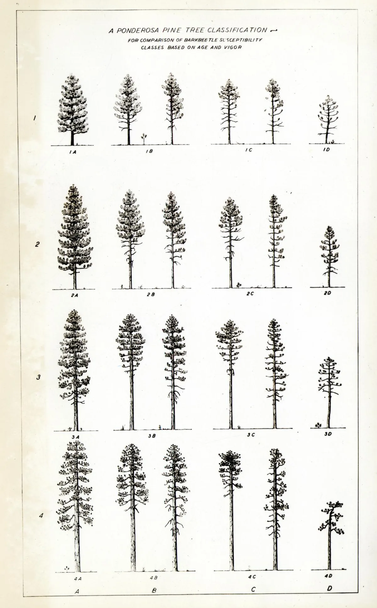 ponderosa pine (Pinus ponderosa), botanical illustration