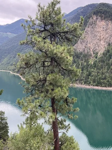 ponderosa pine (Pinus ponderosa), photograph