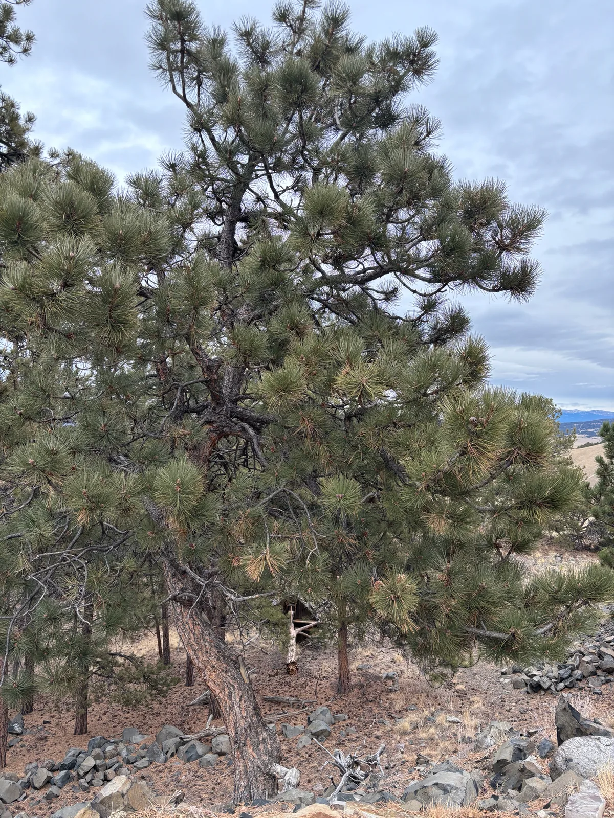 ponderosa pine (Pinus ponderosa), photograph