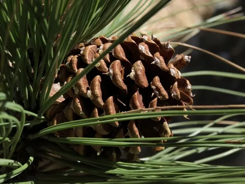 Ponderosa Pine, photograph