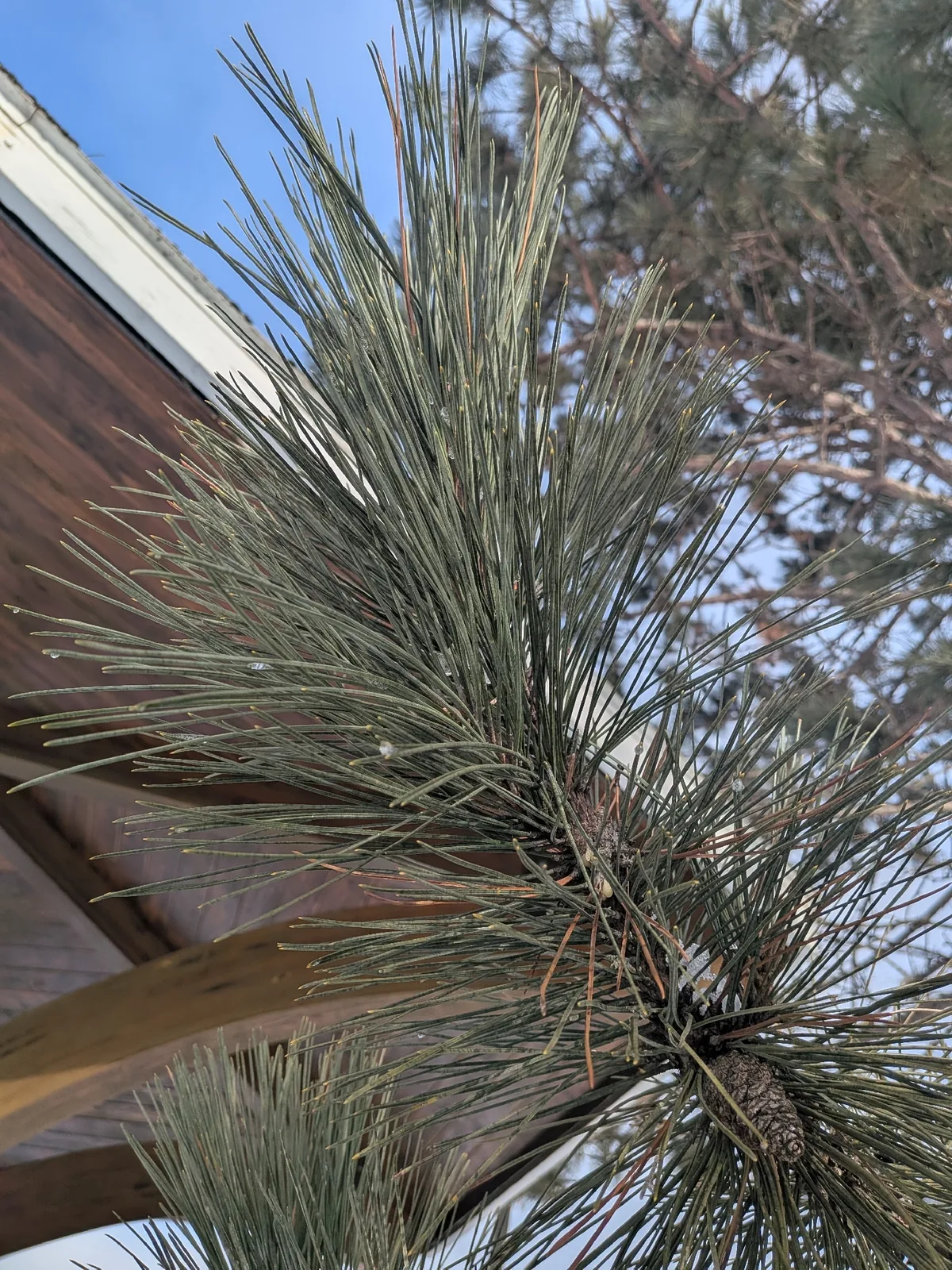 red pine (Pinus resinosa), photograph