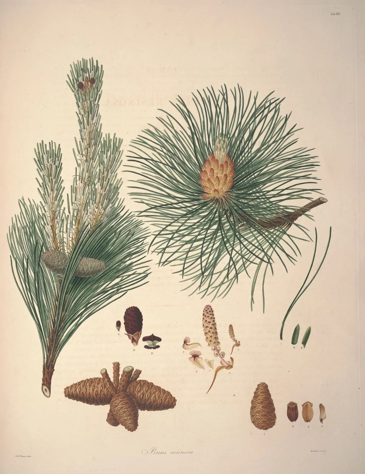 red pine (Pinus resinosa), botanical illustration