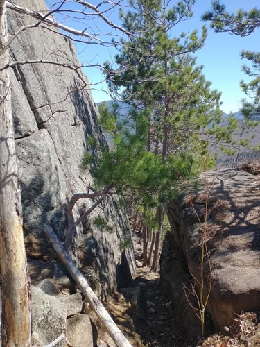 red pine (Pinus resinosa), photograph