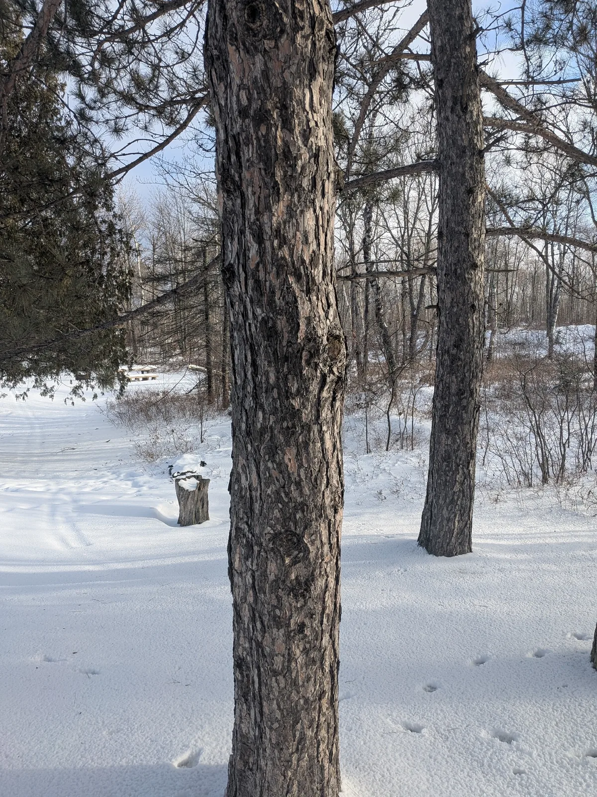 red pine (Pinus resinosa), photograph
