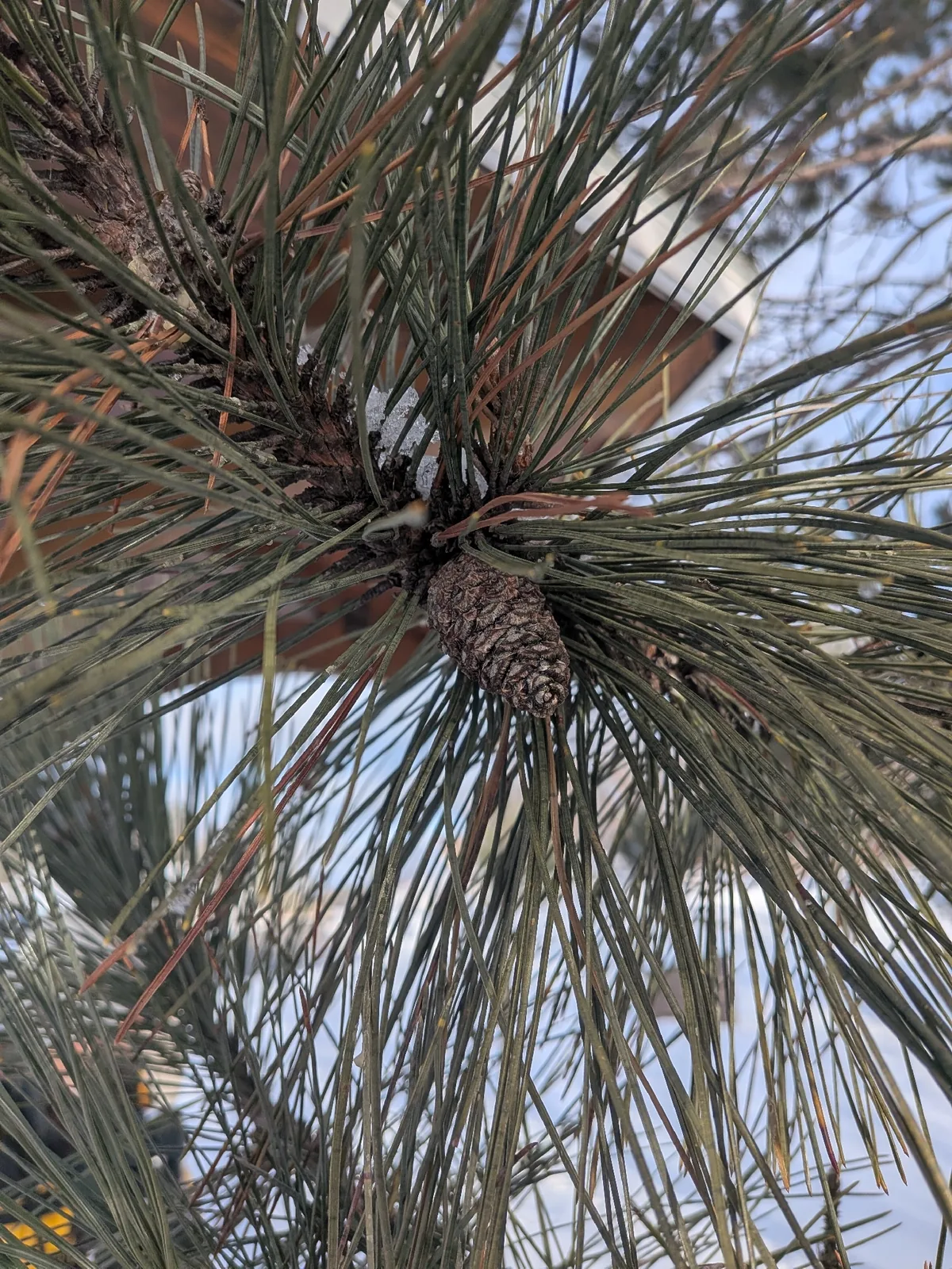Red Pine, photograph