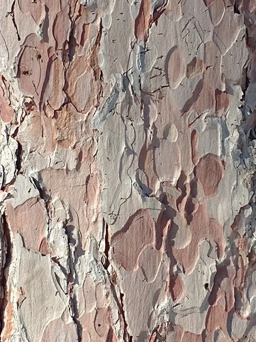red pine (Pinus resinosa), photograph