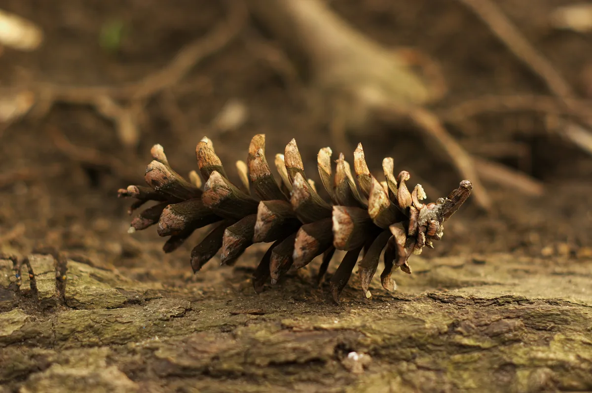 Eastern White Pine (Pinus strobus), photograph
