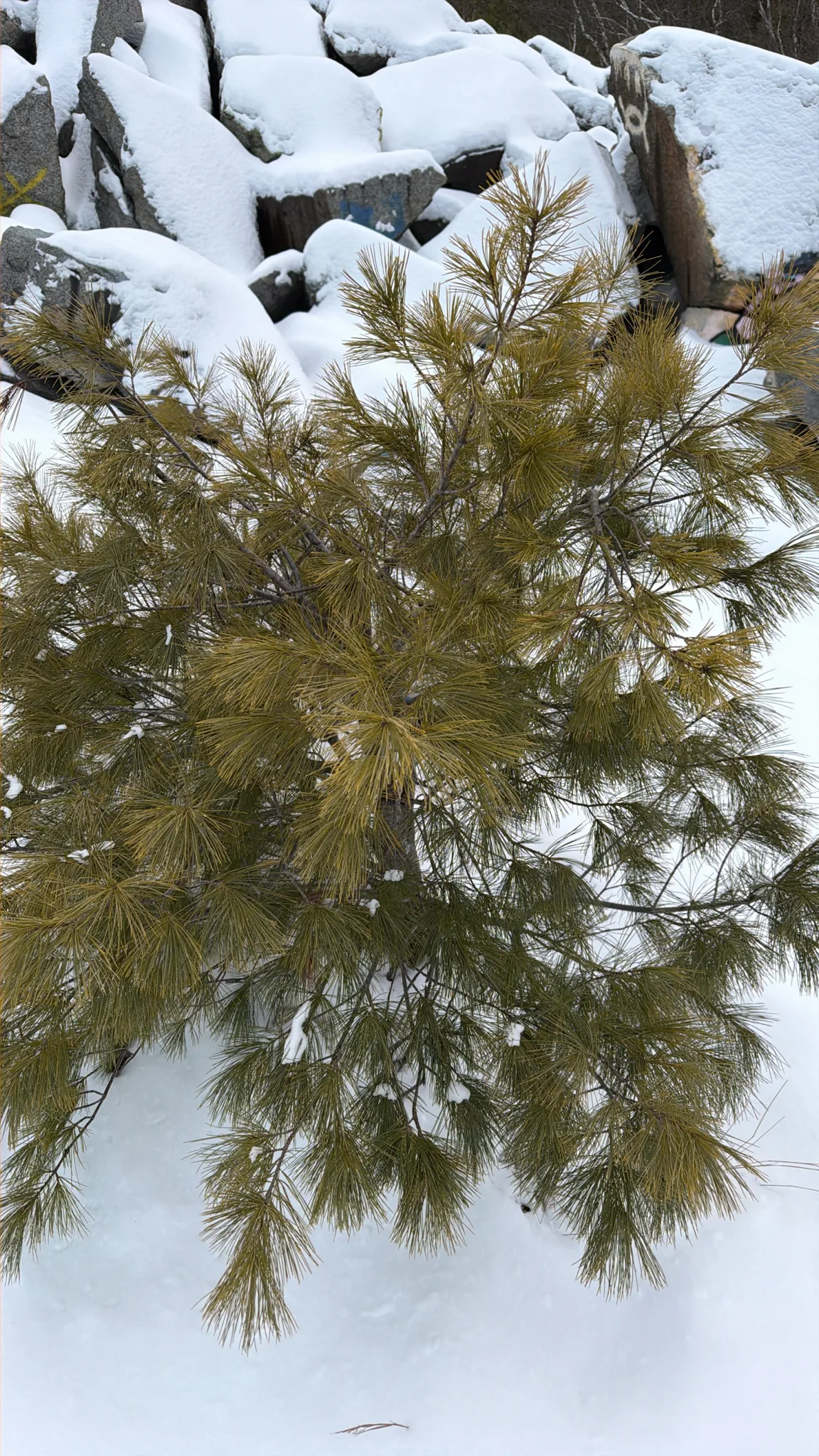 White pine cone and tassel, photograph