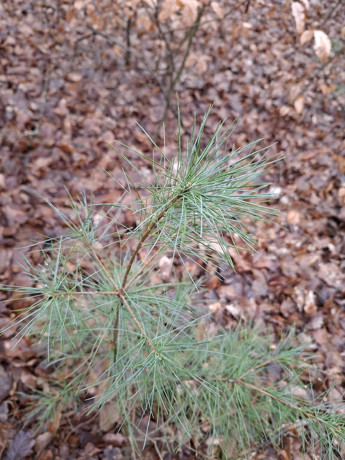 Eastern White Pine (Pinus strobus), photograph