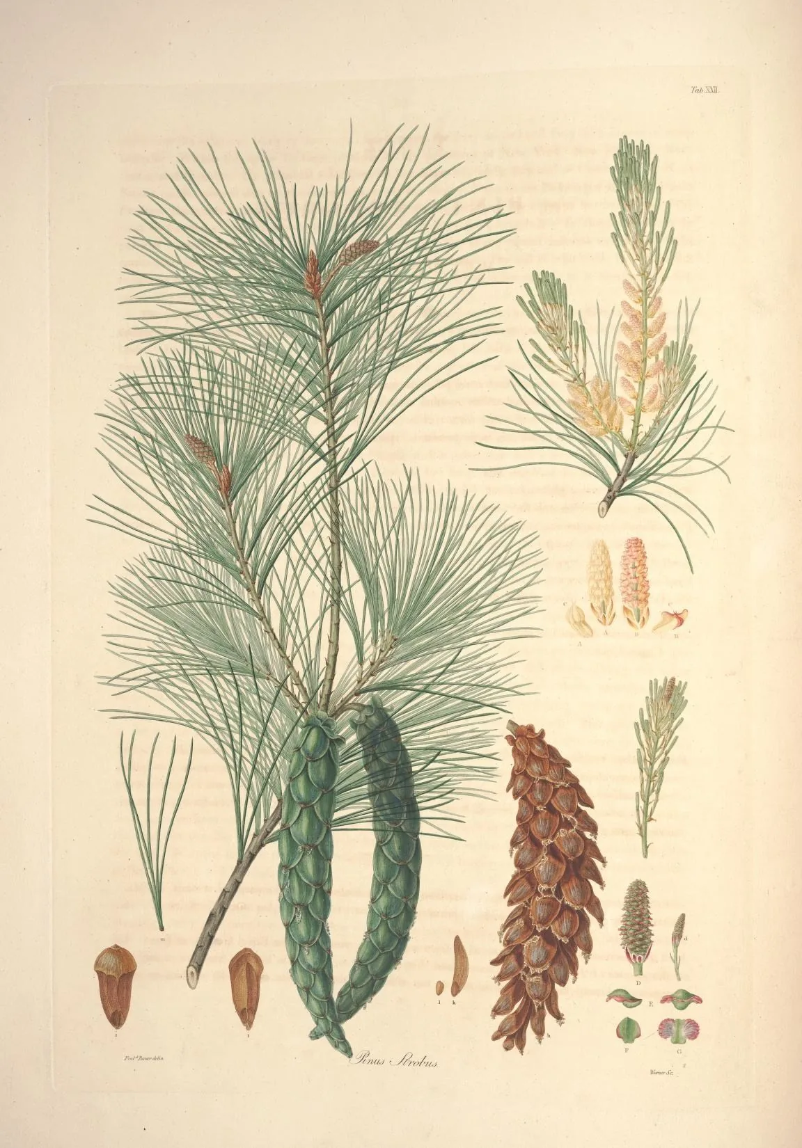 Eastern White Pine (Pinus strobus), botanical illustration