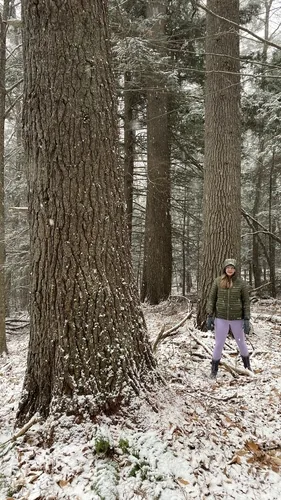 Eastern White Pine (Pinus strobus), photograph