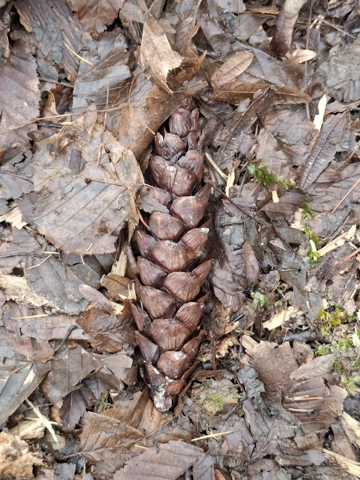 Photo: Miha Jurić, via iNaturalist · CC BY · via GBIF Eastern White Pine (Pinus strobus), photograph