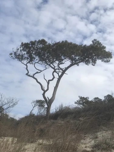 Loblolly pine, photograph