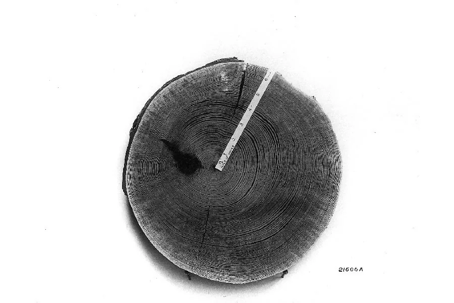 Loblolly Pine (Pinus taeda), photograph
