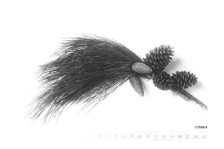 Loblolly Pine (Pinus taeda), photograph