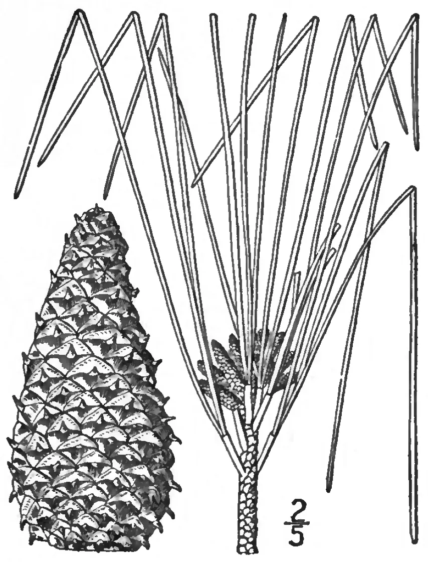 Loblolly Pine (Pinus taeda), photograph
