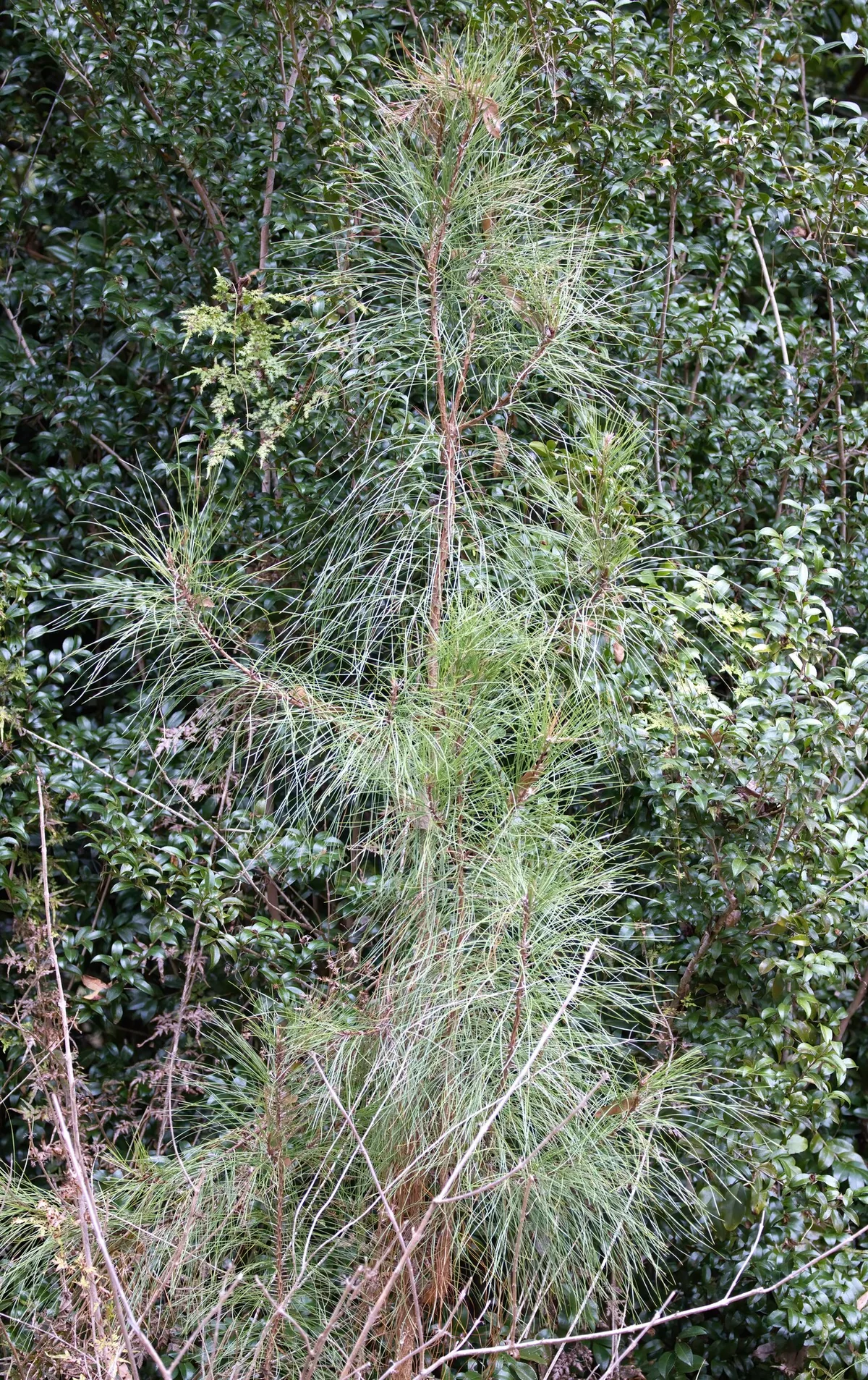 Loblolly Pine (Pinus taeda), photograph