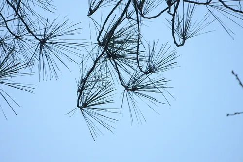 Photo: (c) psweet, some rights reserved (CC BY-SA) · cc-by-sa · via iNaturalist Loblolly Pine (Pinus taeda), photograph