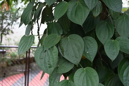 Photo: (c) Stephanie Tran, some rights reserved (CC BY) · cc-by · via iNaturalist Black Pepper Vine (Piper nigrum), photograph
