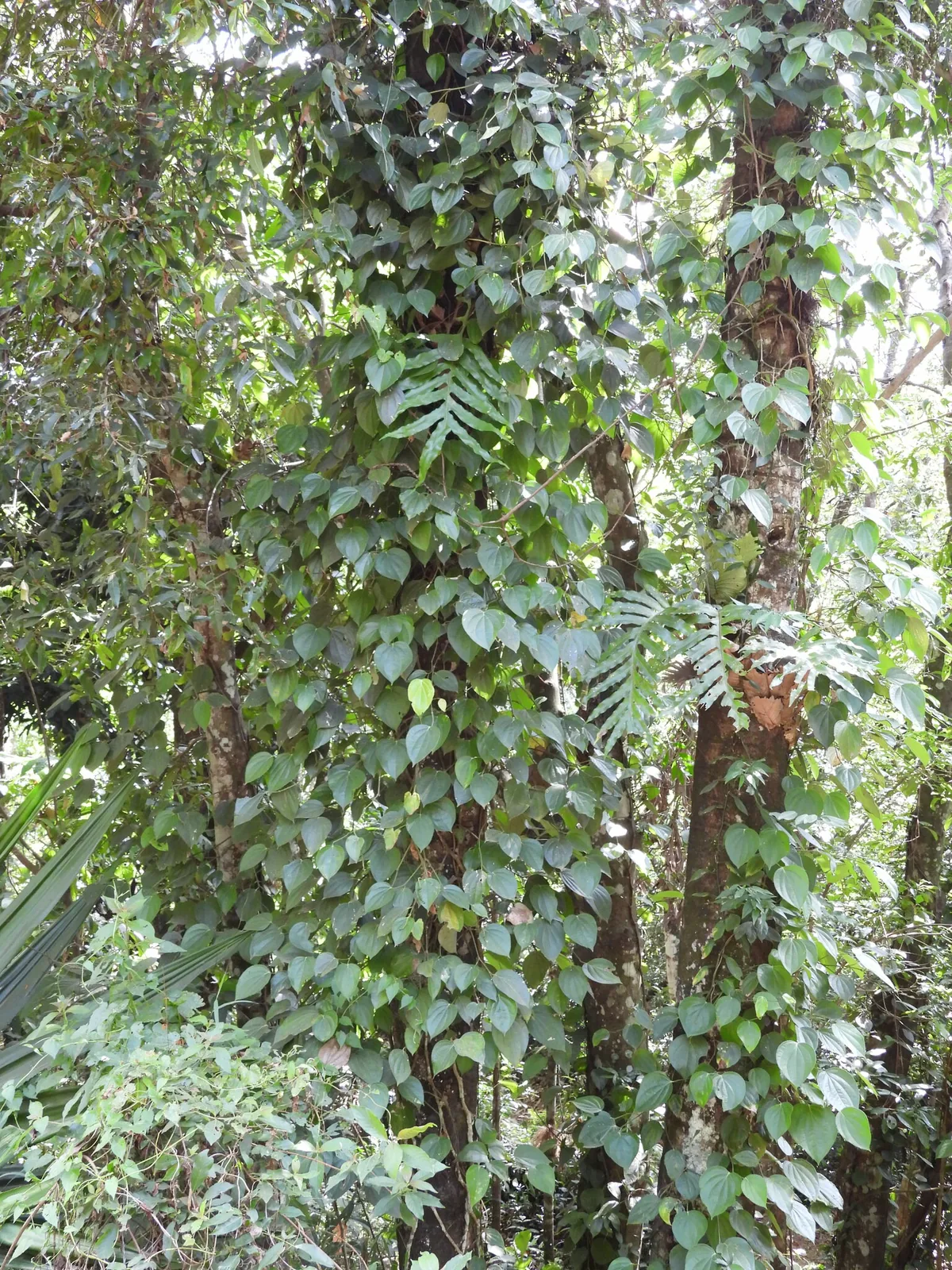 Black Pepper Vine (Piper nigrum), photograph