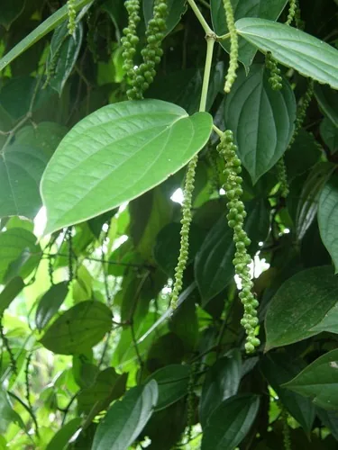 Photo: no rights reserved · CC0 · via iNaturalist black pepper vine (Piper nigrum), photograph