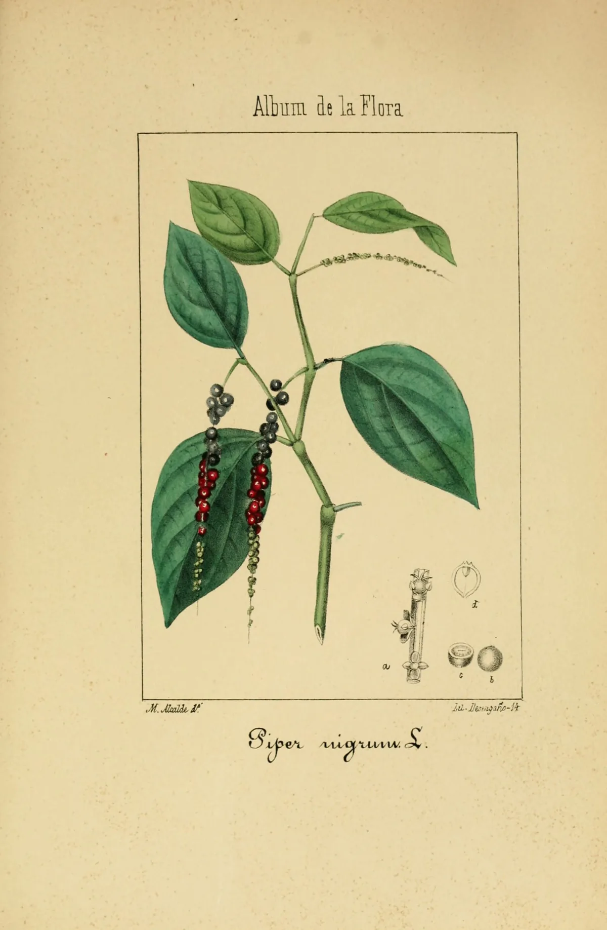 Black Pepper Vine (Piper nigrum), botanical illustration