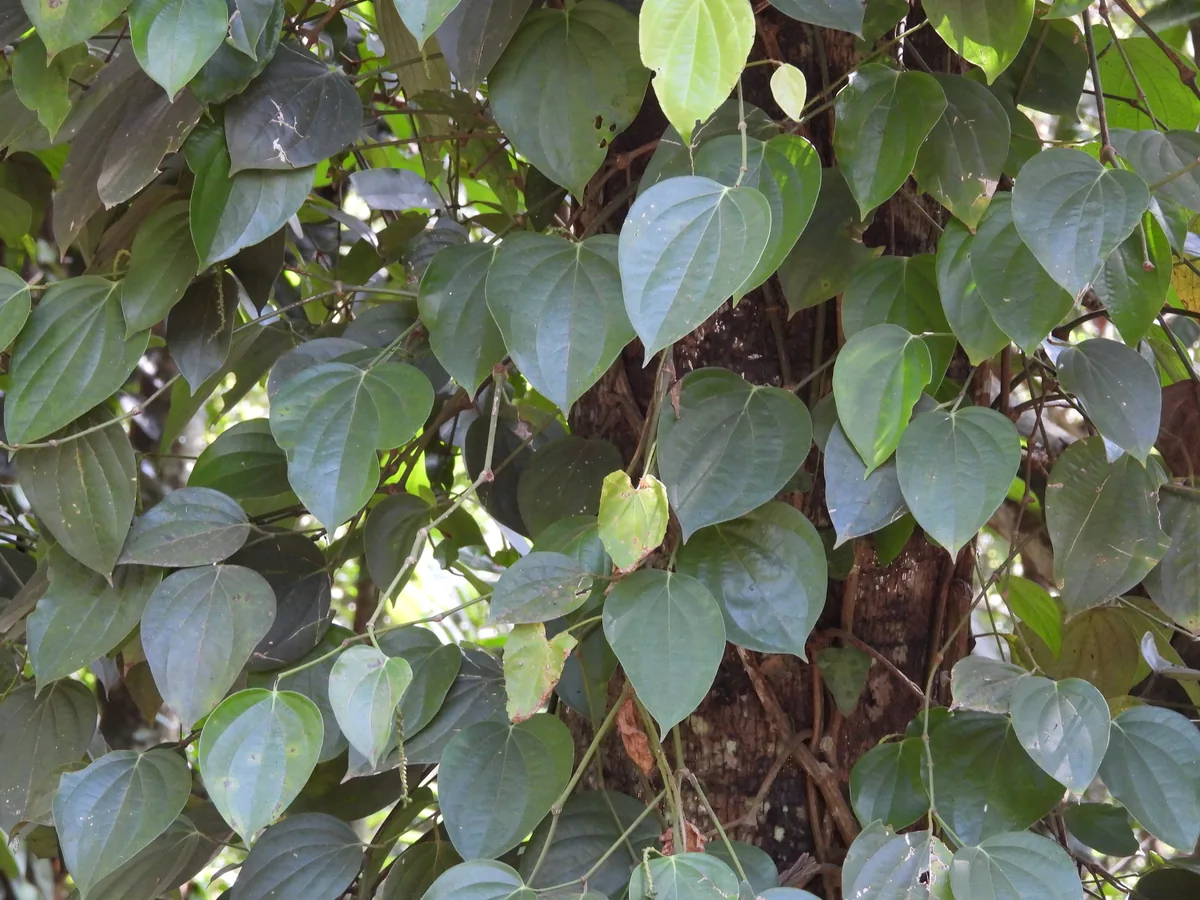 Black Pepper Vine (Piper nigrum), photograph