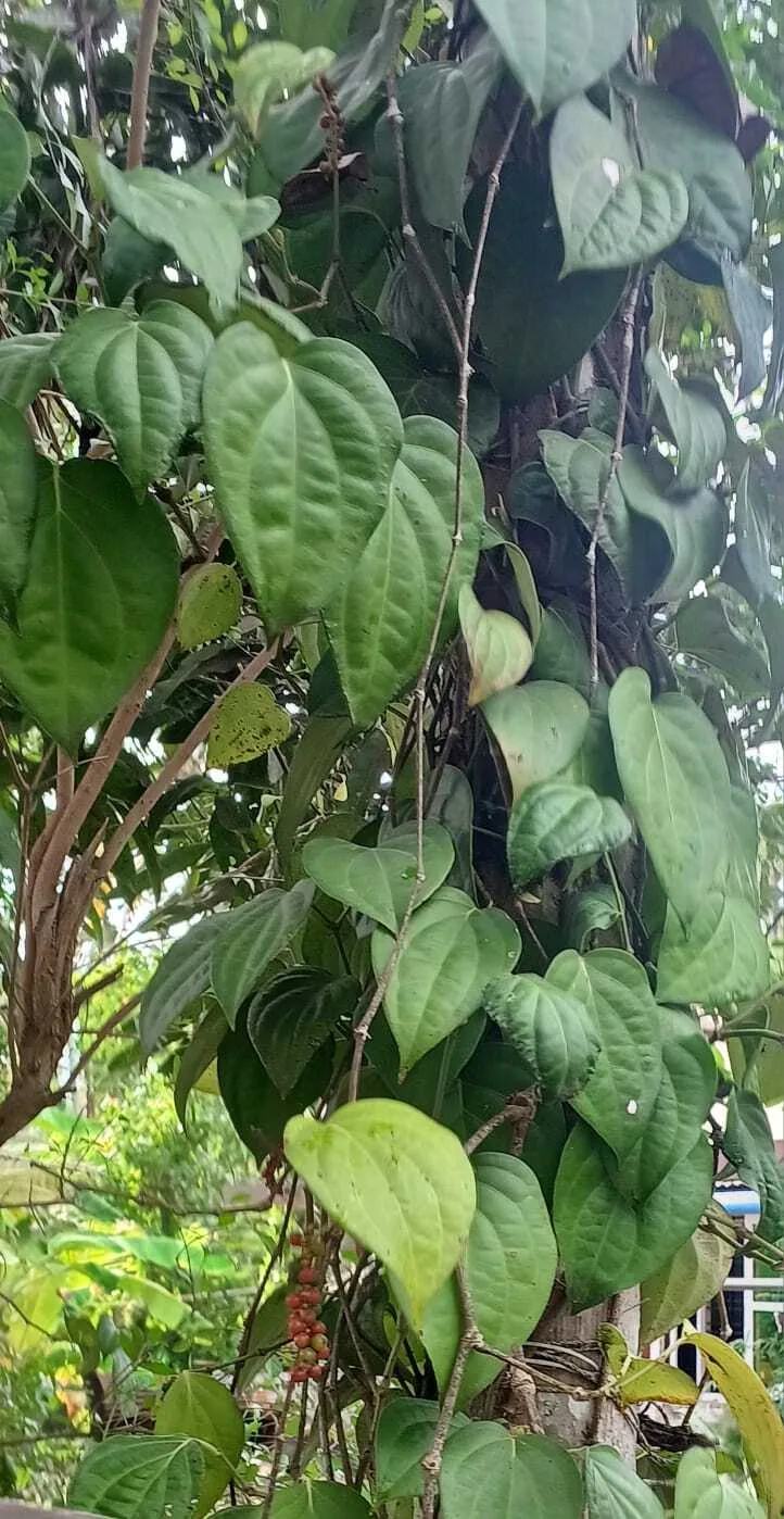 Black Pepper Vine (Piper nigrum), photograph