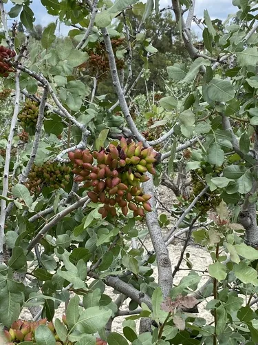 pistachio (Pistacia vera), photograph