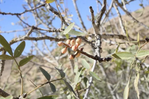 Pistachio (Pistacia vera), photograph