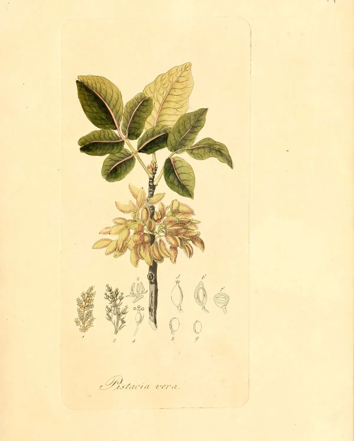 Pistachio (Pistacia vera), botanical illustration