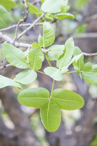 Photo: (c) Кирилл, some rights reserved (CC BY) · cc-by · via iNaturalist Pistachio (Pistacia vera), photograph