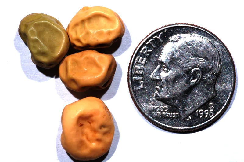 Photo: Ninjatacoshell, , via Wikimedia Commons · CC BY-SA 3.0 · via Wikimedia Commons field pea, photograph