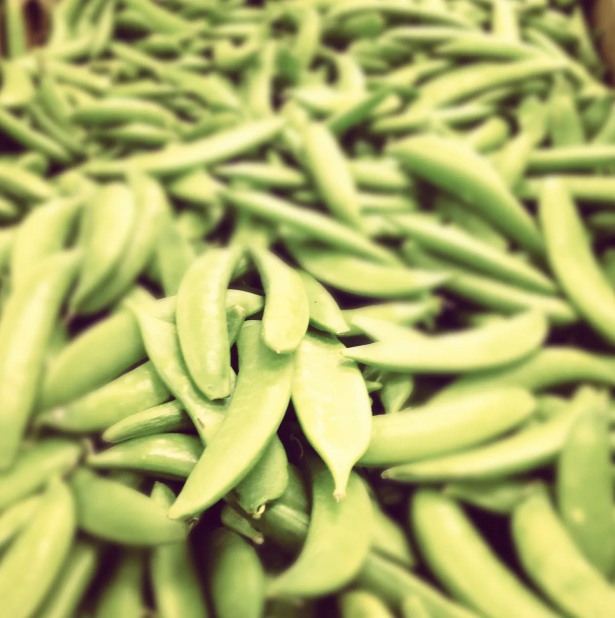 sugar snap pea (Pisum sativum var. macrocarpon), photograph