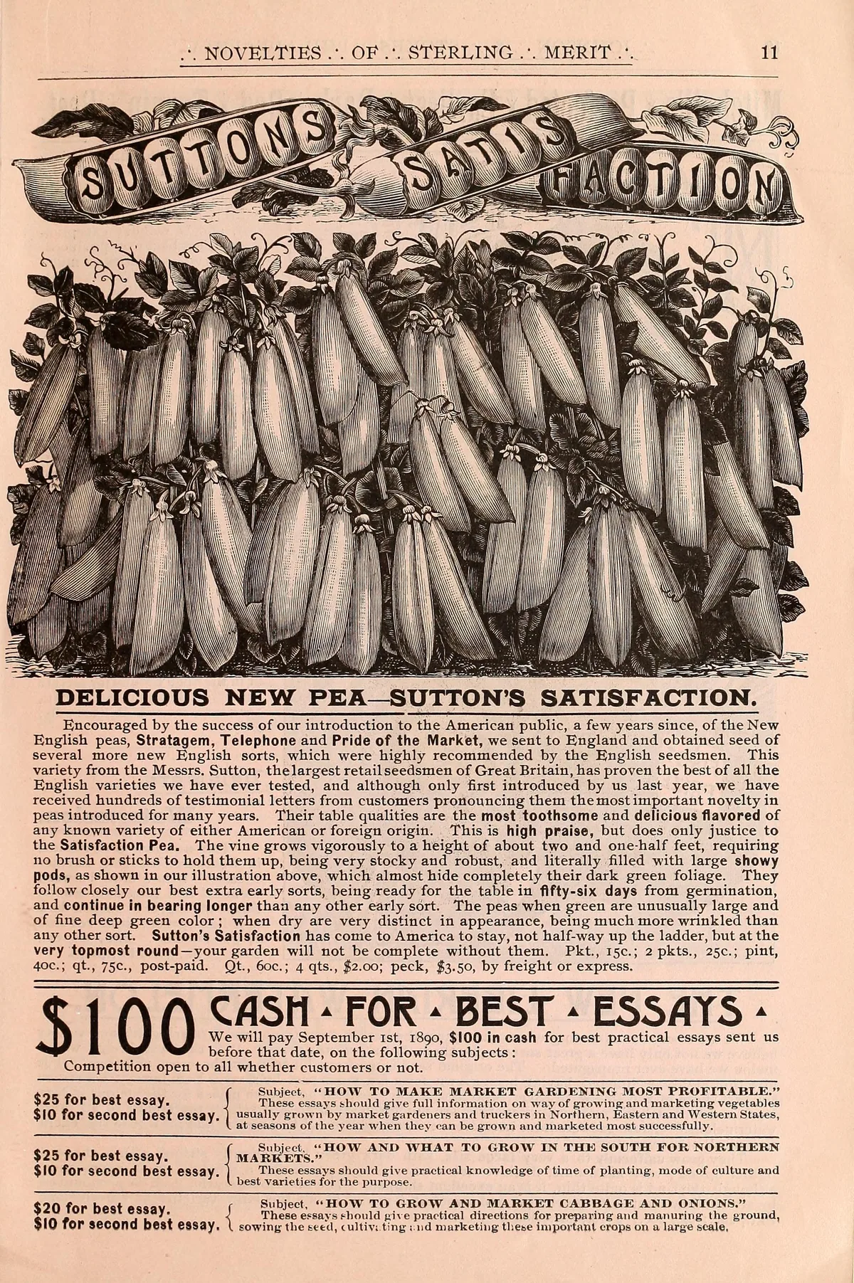 Sugar Snap Pea (Pisum sativum var. macrocarpon), botanical illustration