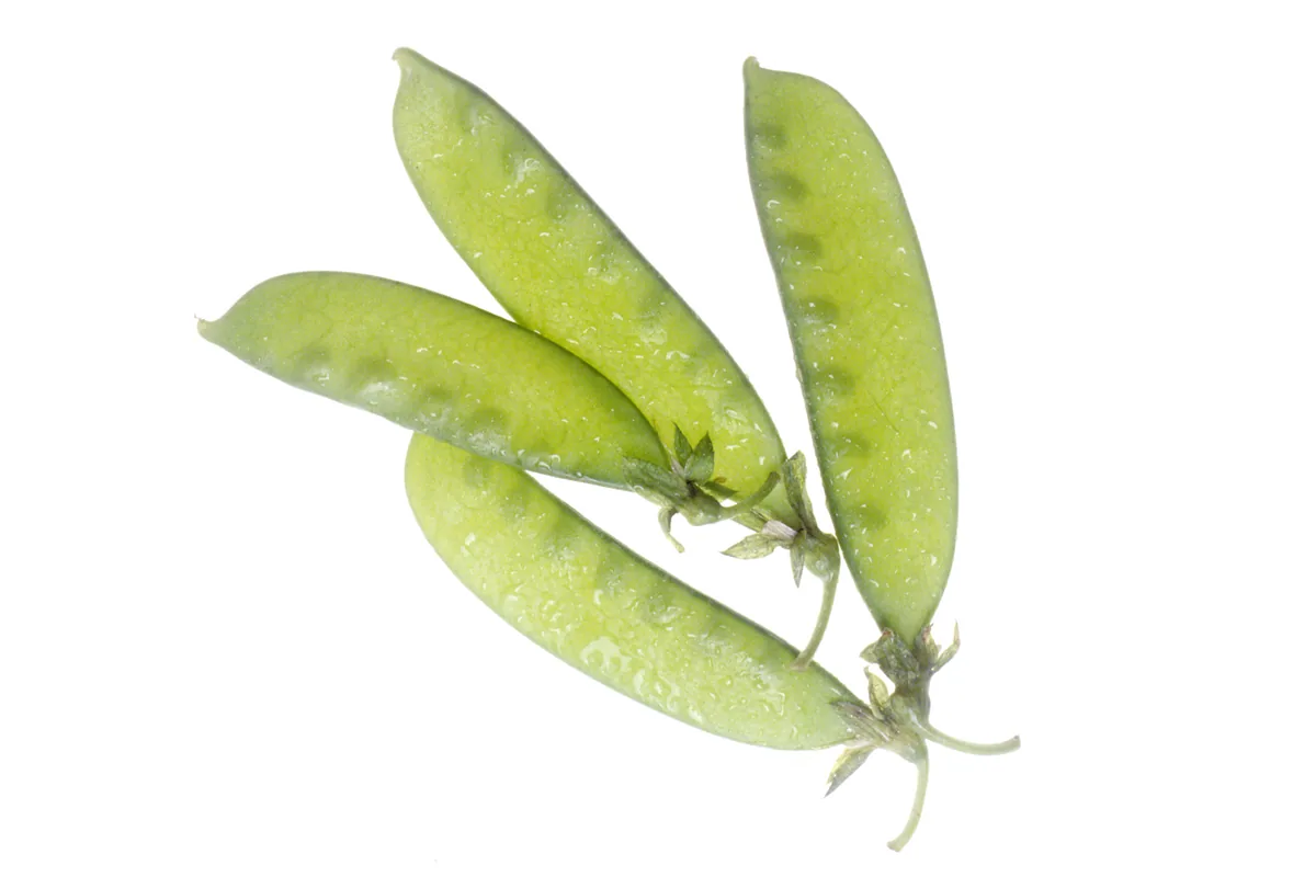 snow pea (Pisum sativum var. saccharatum), photograph