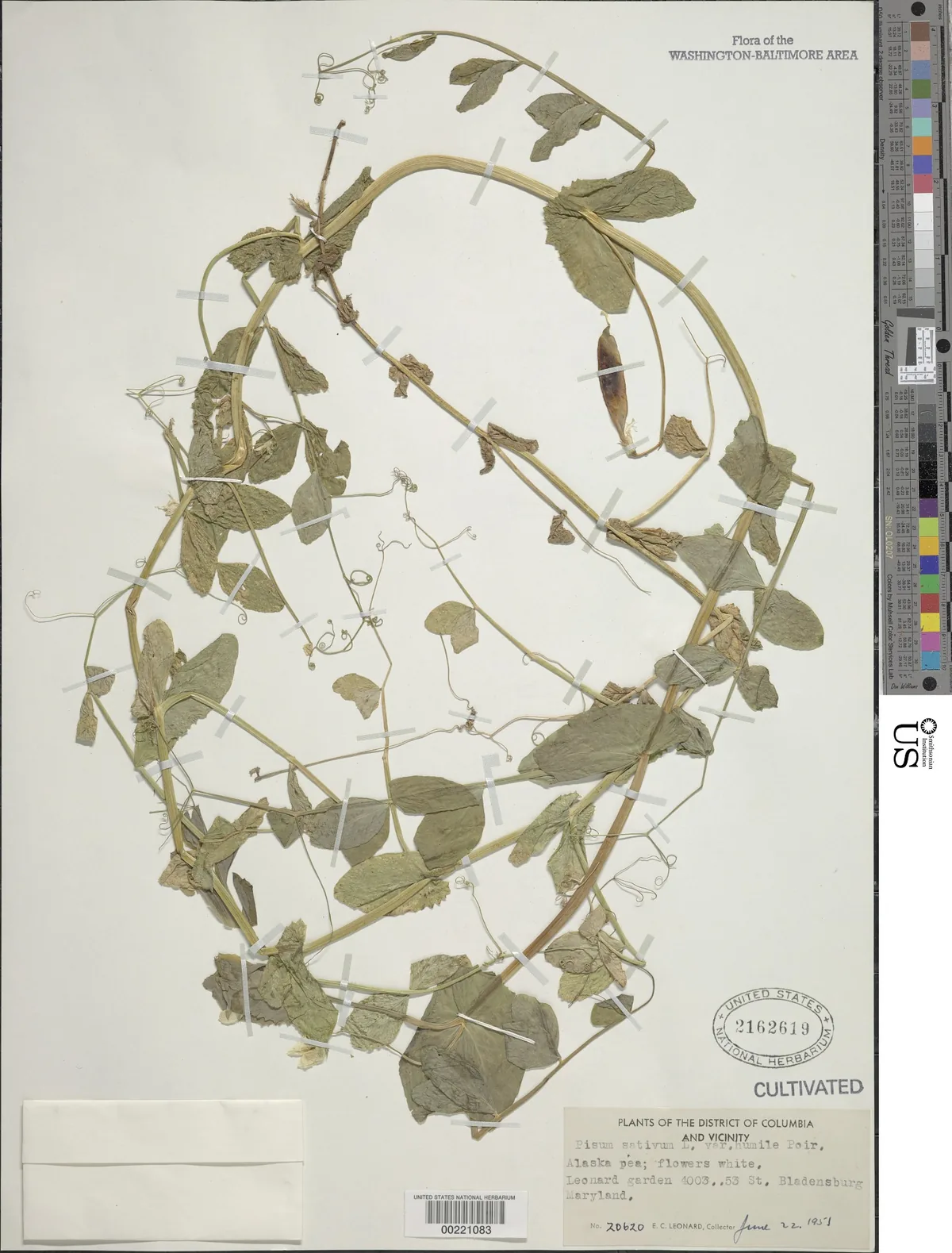 Garden Pea (Pisum sativum), photograph