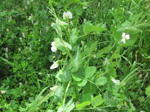 Photo: (c) zebedeugalinha, some rights reserved (CC BY) · cc-by · via iNaturalist Garden Pea (Pisum sativum), photograph