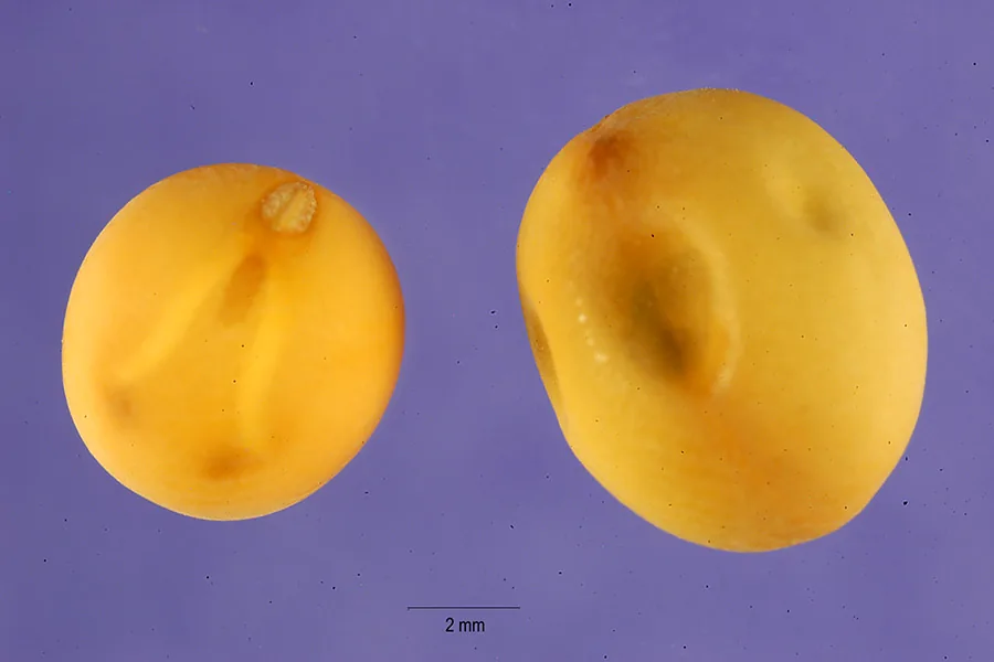 Garden Pea (Pisum sativum), photograph