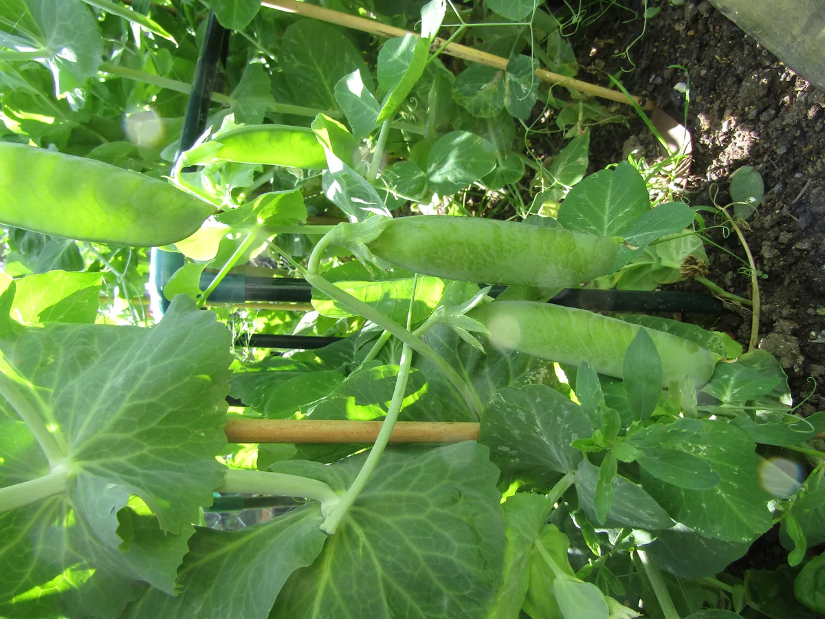 garden pea (Pisum sativum), photograph