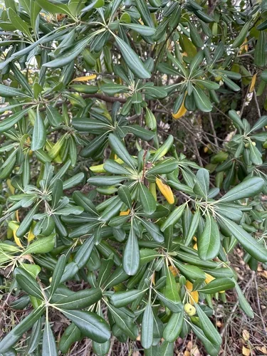 pittosporum (Pittosporum tobira), photograph
