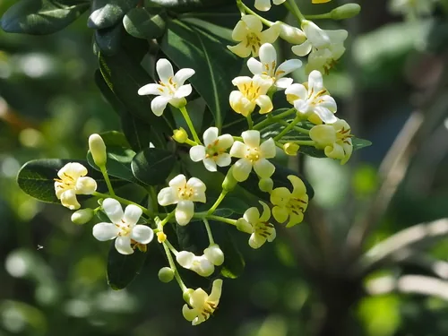 pittosporum (Pittosporum tobira), photograph