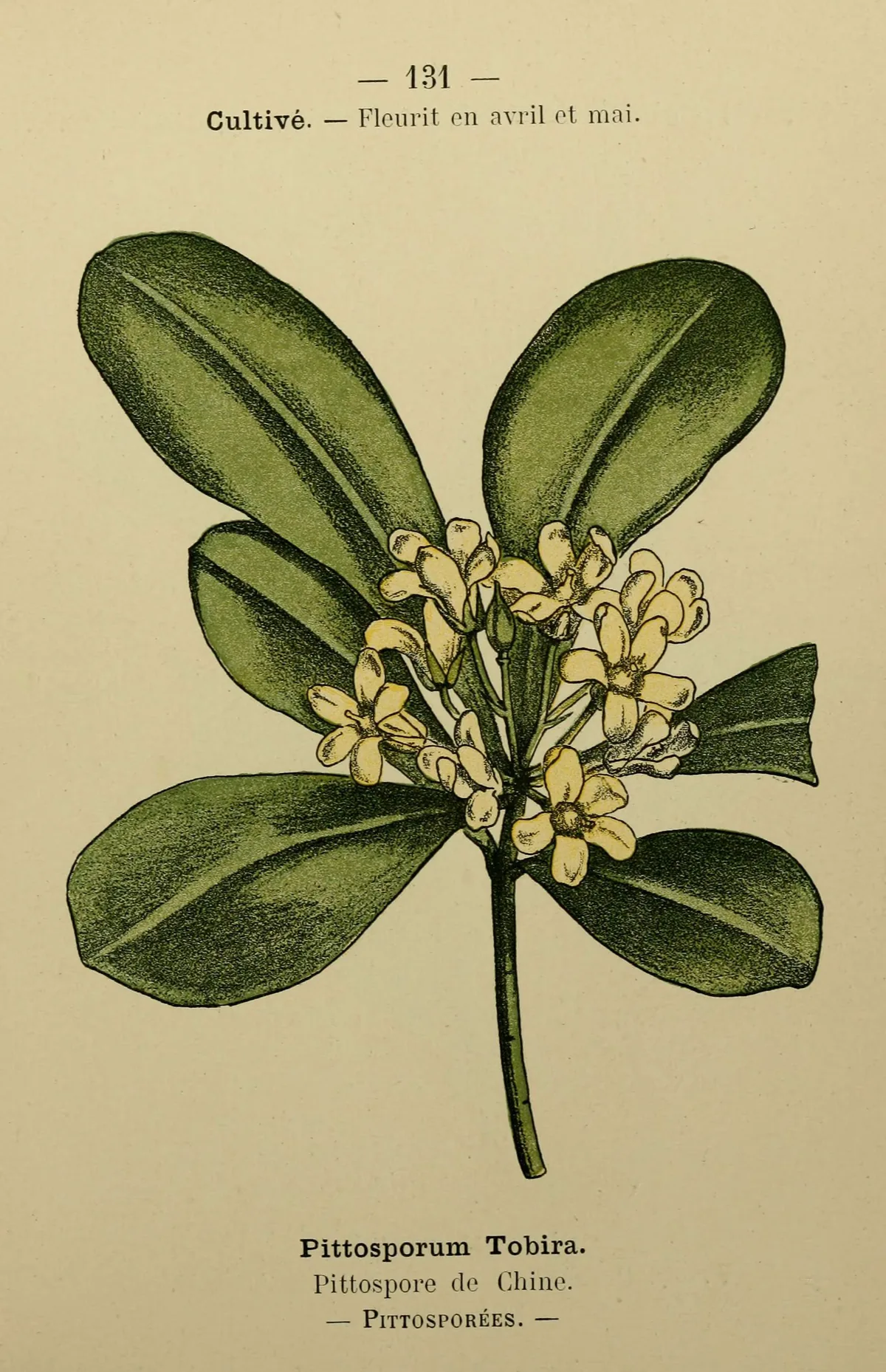 Illustration: Penzig, O. · Public domain · via Wikimedia Commons Pittosporum (Pittosporum tobira), botanical illustration