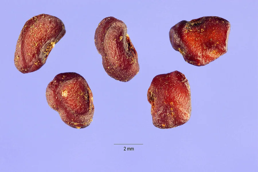 pittosporum (Pittosporum tobira), photograph