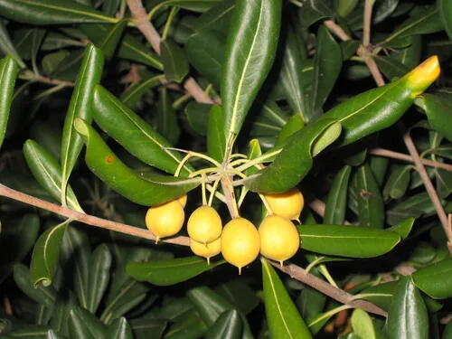 pittosporum (Pittosporum tobira), photograph