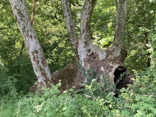 Sycamore (Platanus occidentalis), photograph